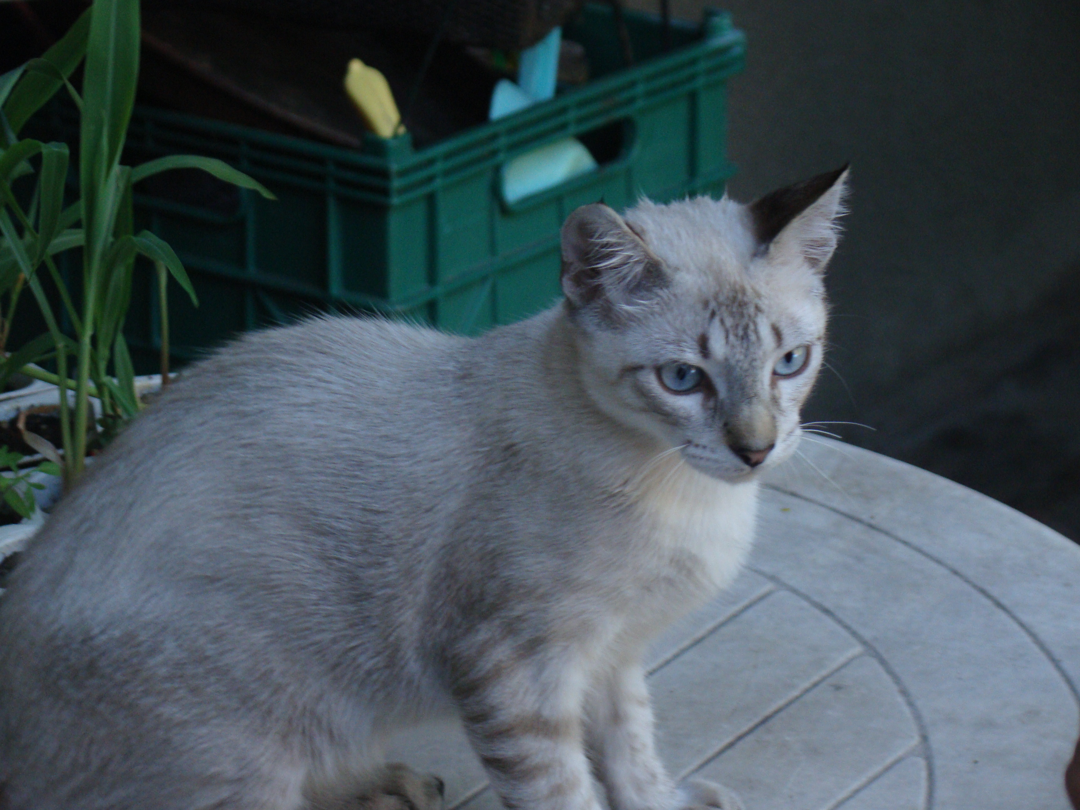 Un gato gris y blanco jugando con una pelota