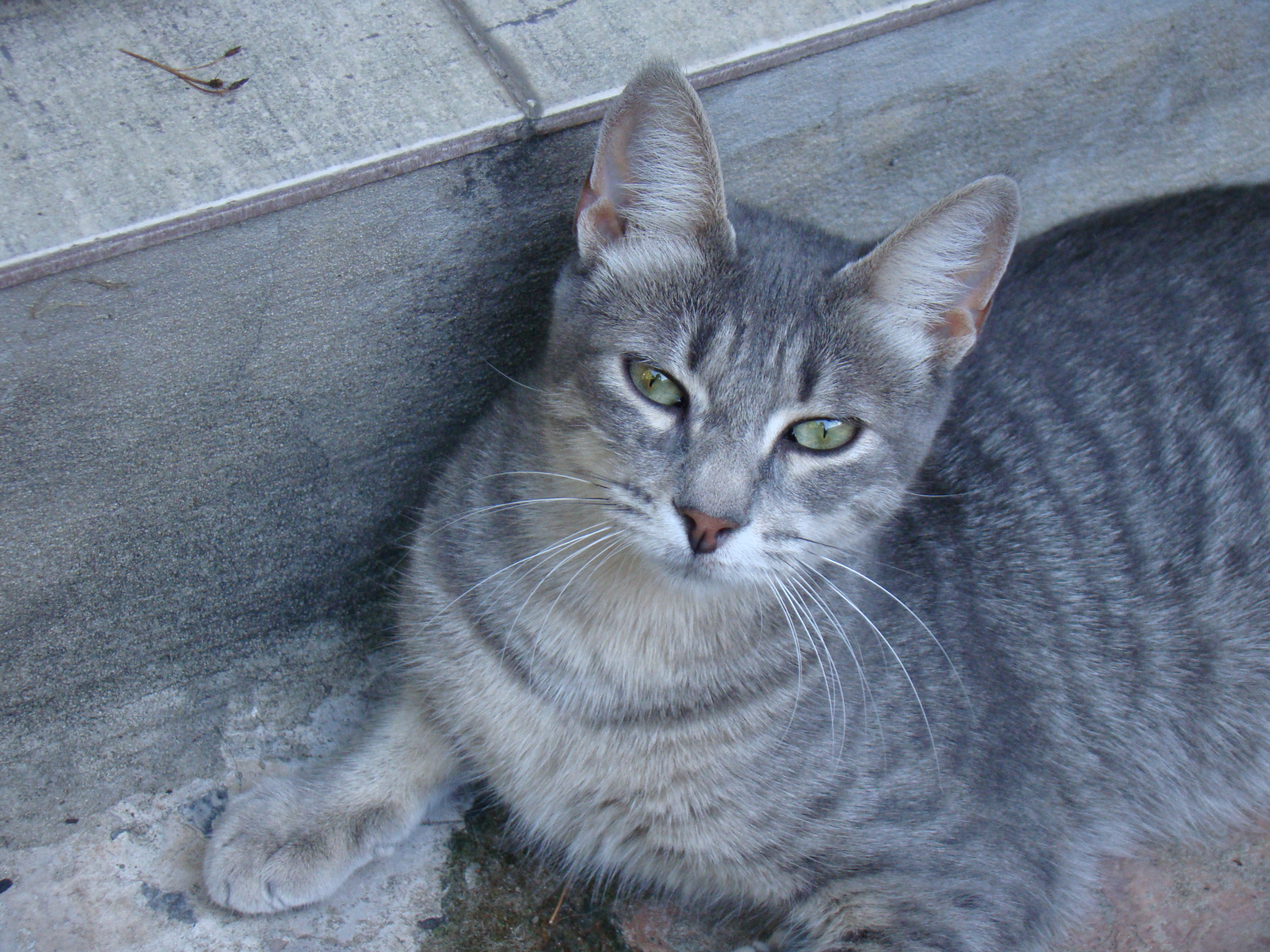 Un gato naranja acostado en el sofá