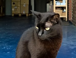 Un gato negro y blanco durmiendo en una caja